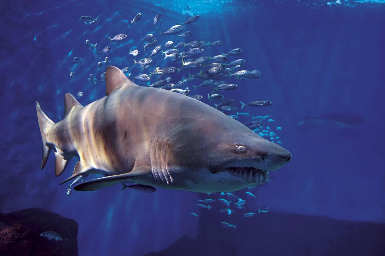 Shark at the Aquarium