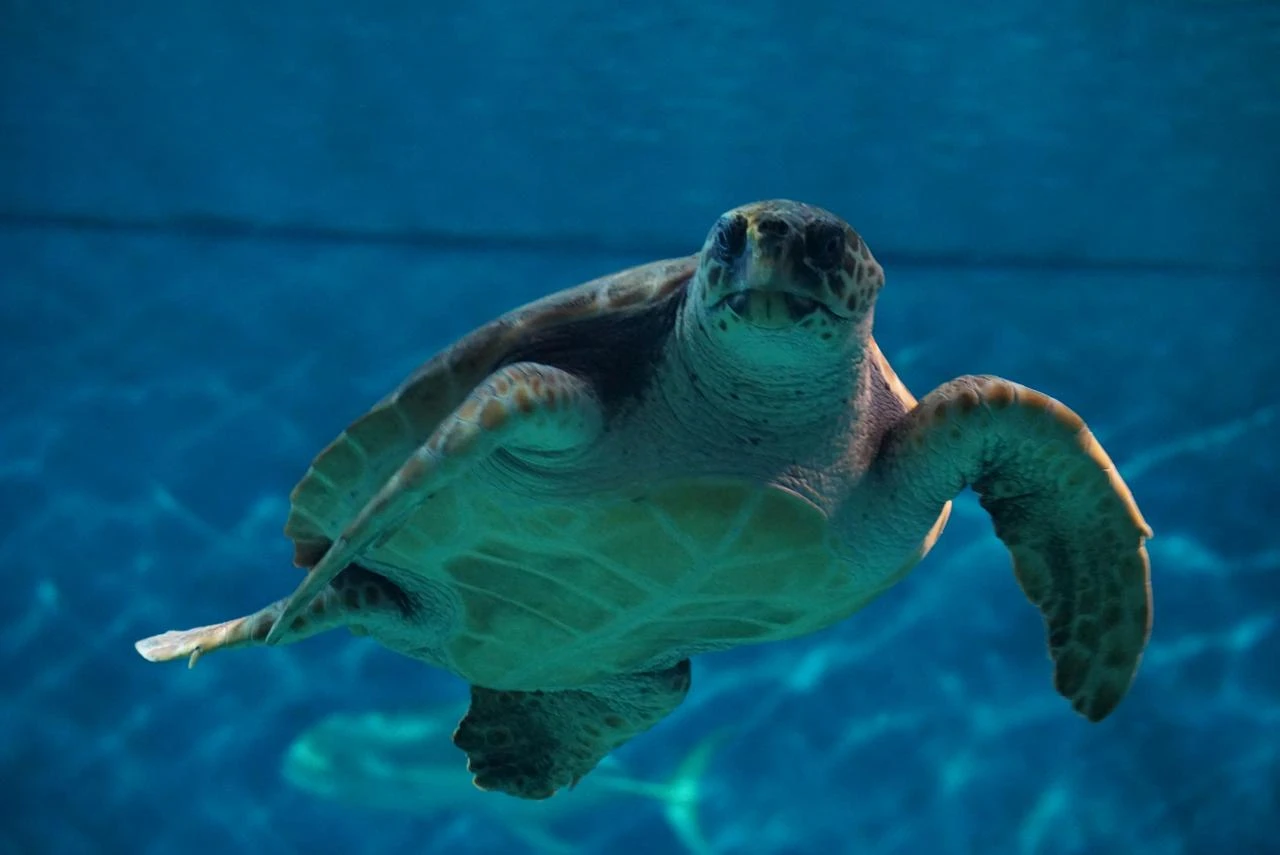 Sea Turtle at the Aquarium